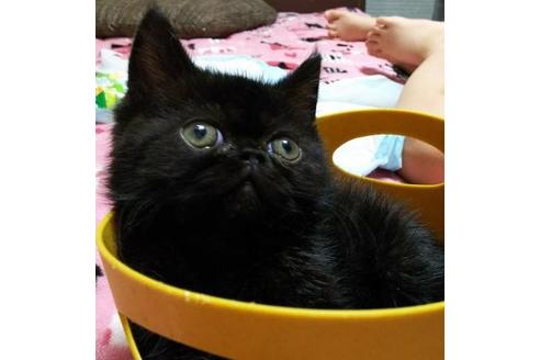 成約済の愛知県のエキゾチックショートヘア-2994の2枚目